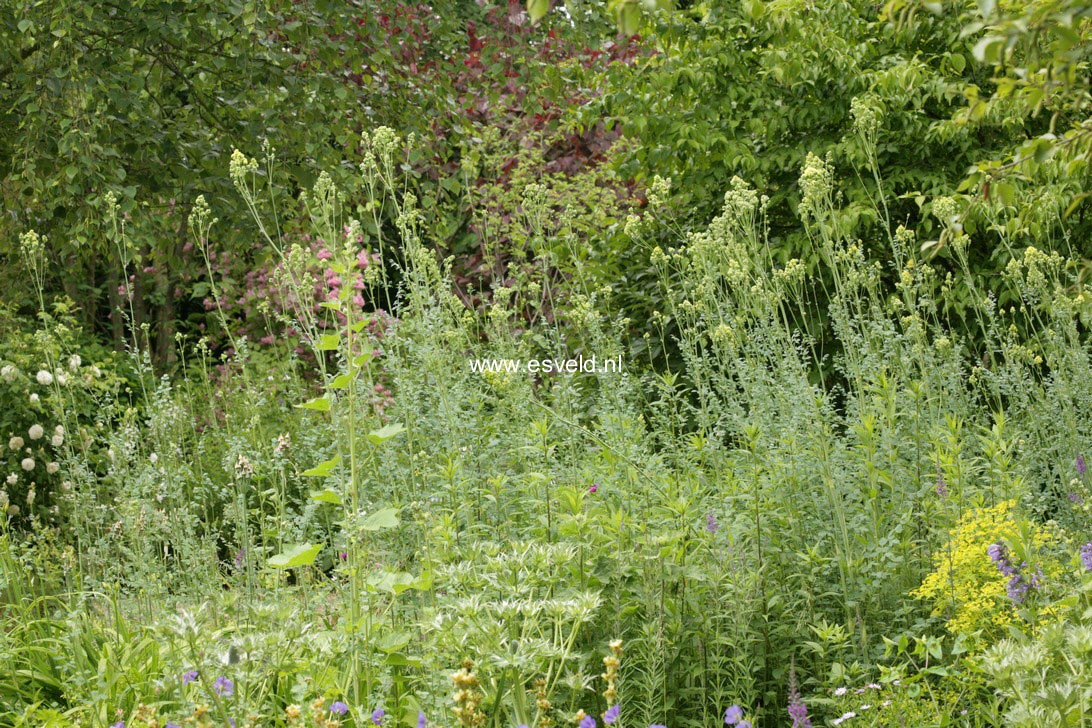 Thalictrum flavum ssp. glaucum