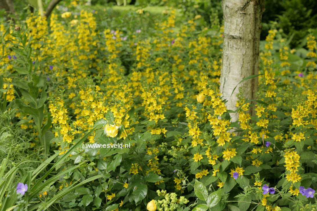 Lysimachia punctata