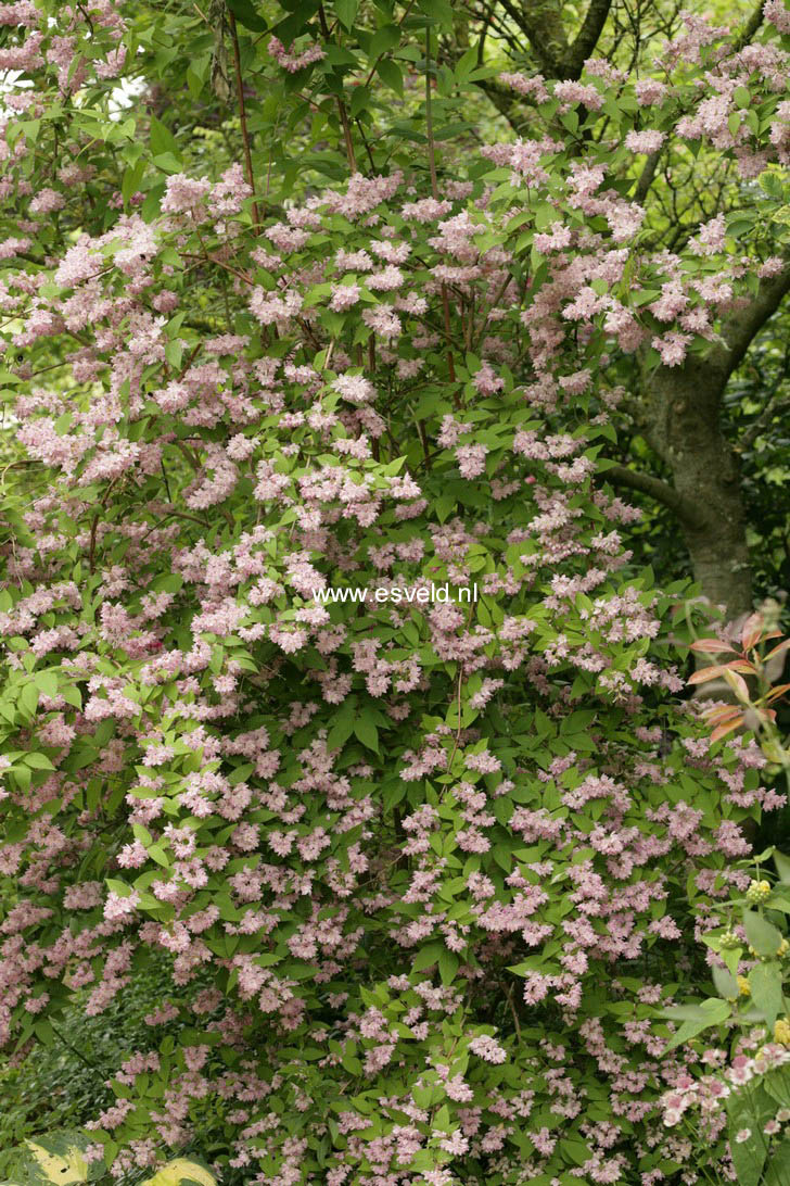 Deutzia hybrida 'Strawberry Fields'