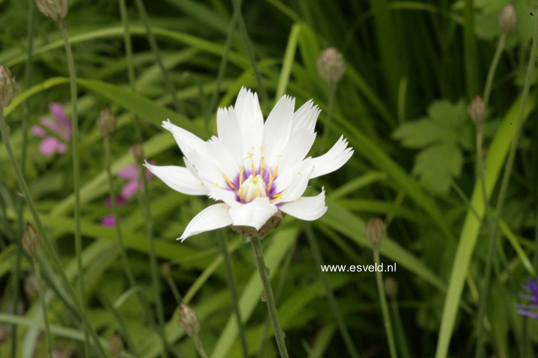 Catananche caerulea 'Alba'