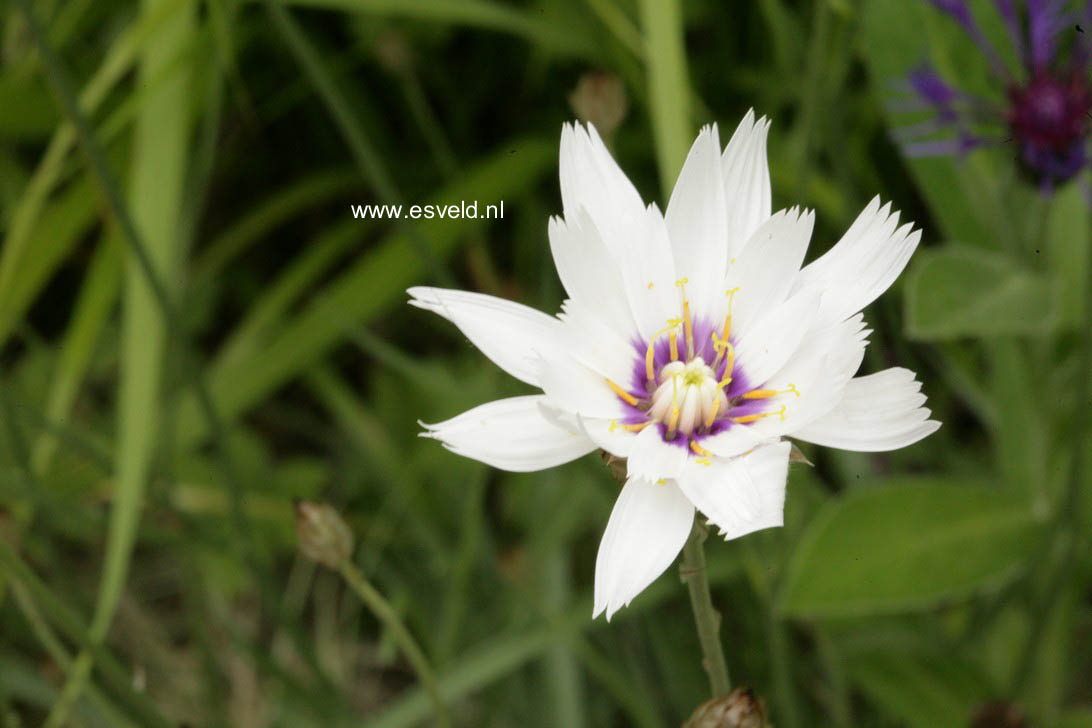 Catananche caerulea 'Alba'