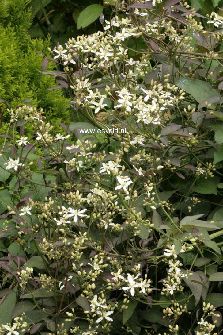 Clematis recta 'Purpurea'