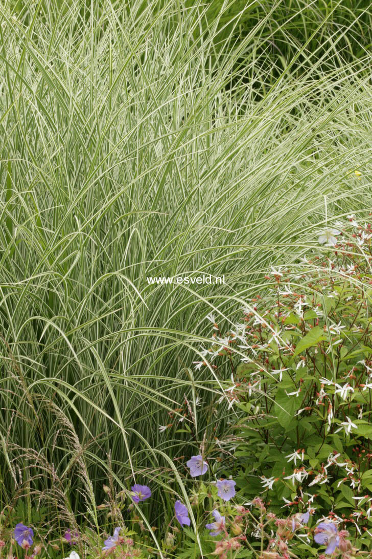 Miscanthus sinensis 'Morning Light'