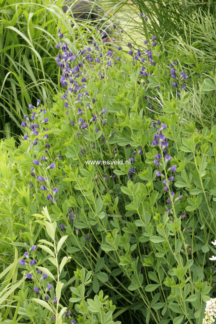 Baptisia australis