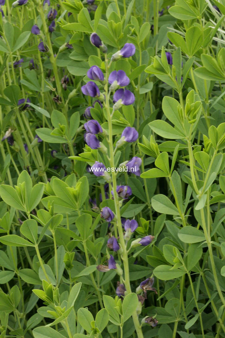 Baptisia australis