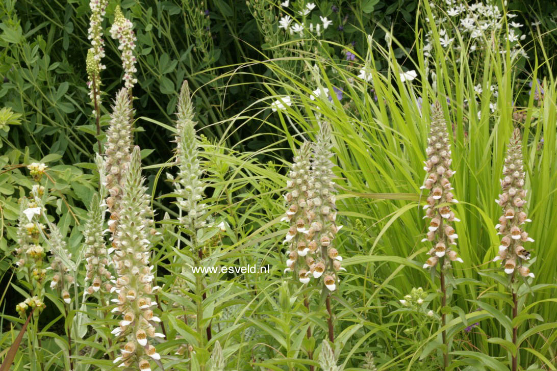 Digitalis lanata