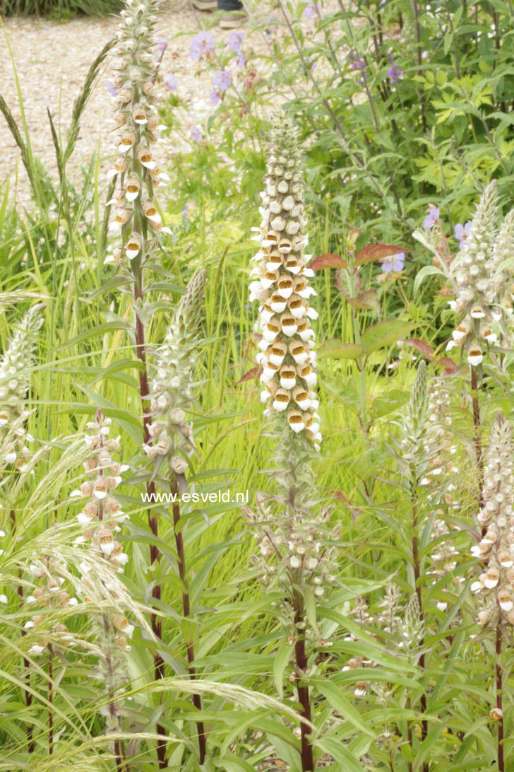 Digitalis lanata