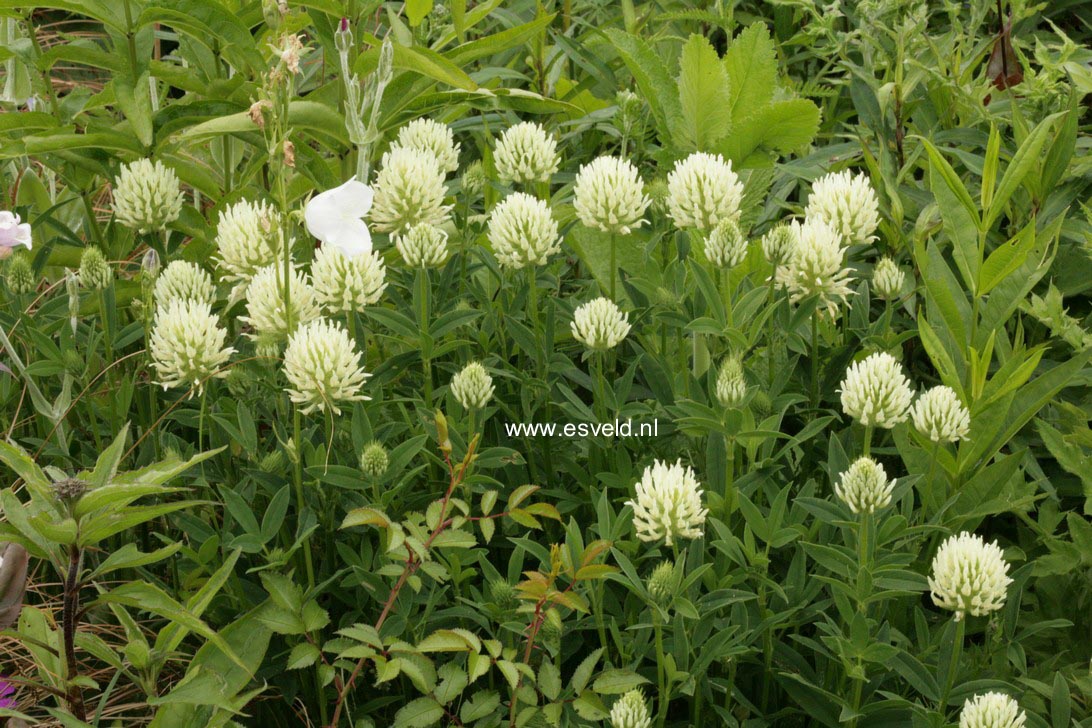 Trifolium ochroleucon