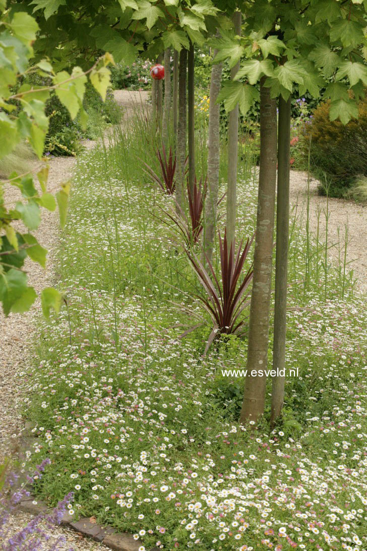 Erigeron karvinskianus