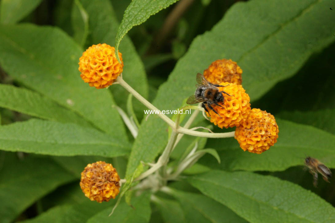 Buddleja globosa
