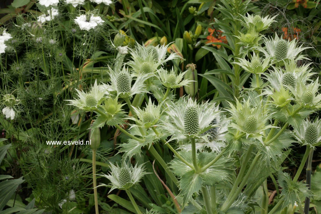 Eryngium planum