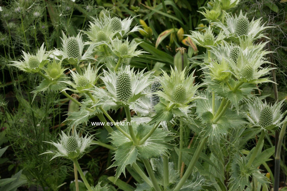 Eryngium planum