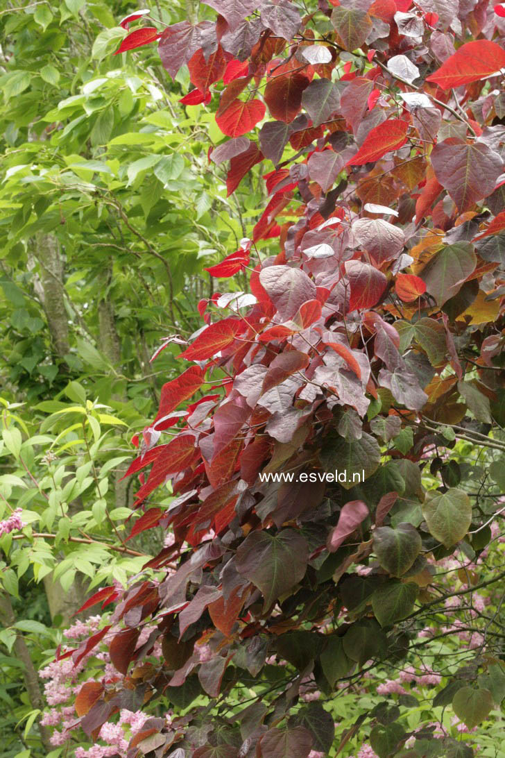 Cercis canadensis 'Forest Pansy'