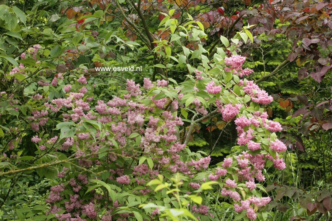 Deutzia hybrida 'Strawberry Fields'