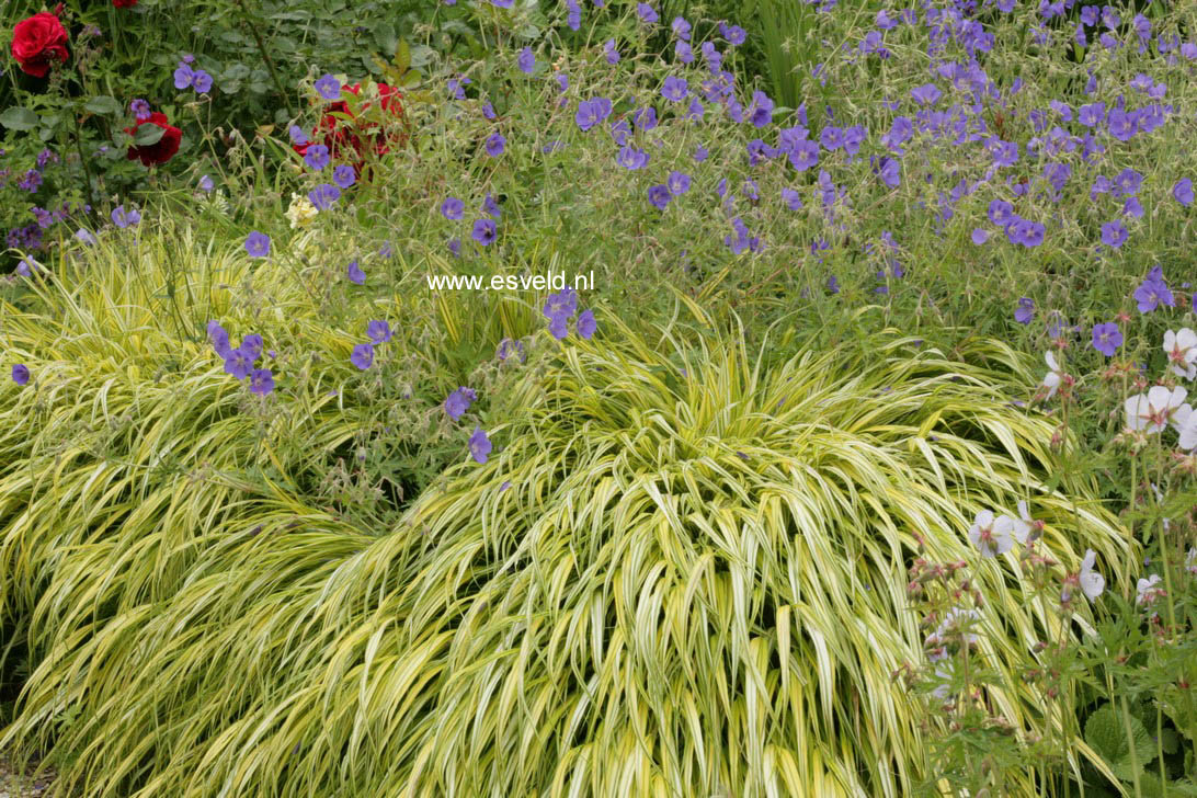 Hakonechloa macra 'Aureola'