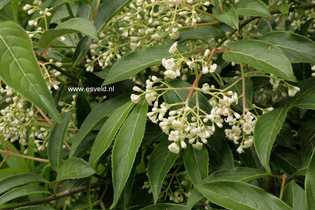 Viburnum hillieri 'Winton'