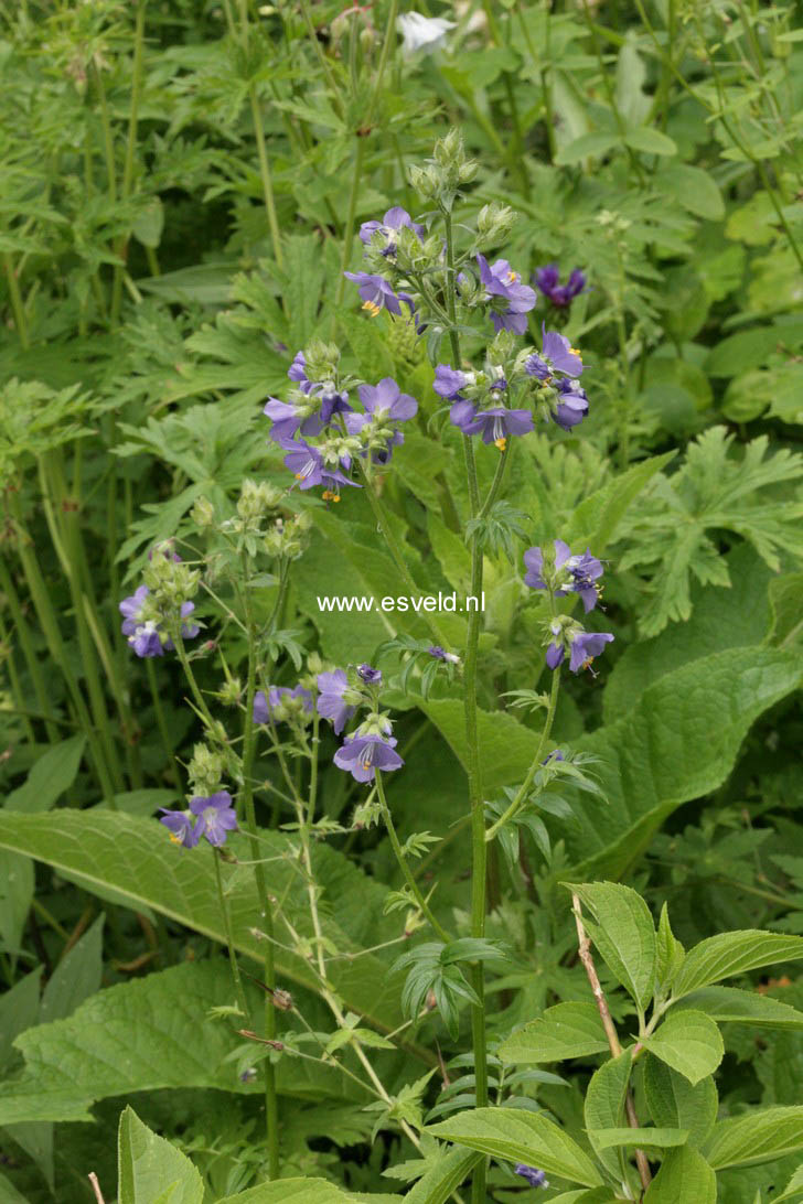 Polemonium caeruleum