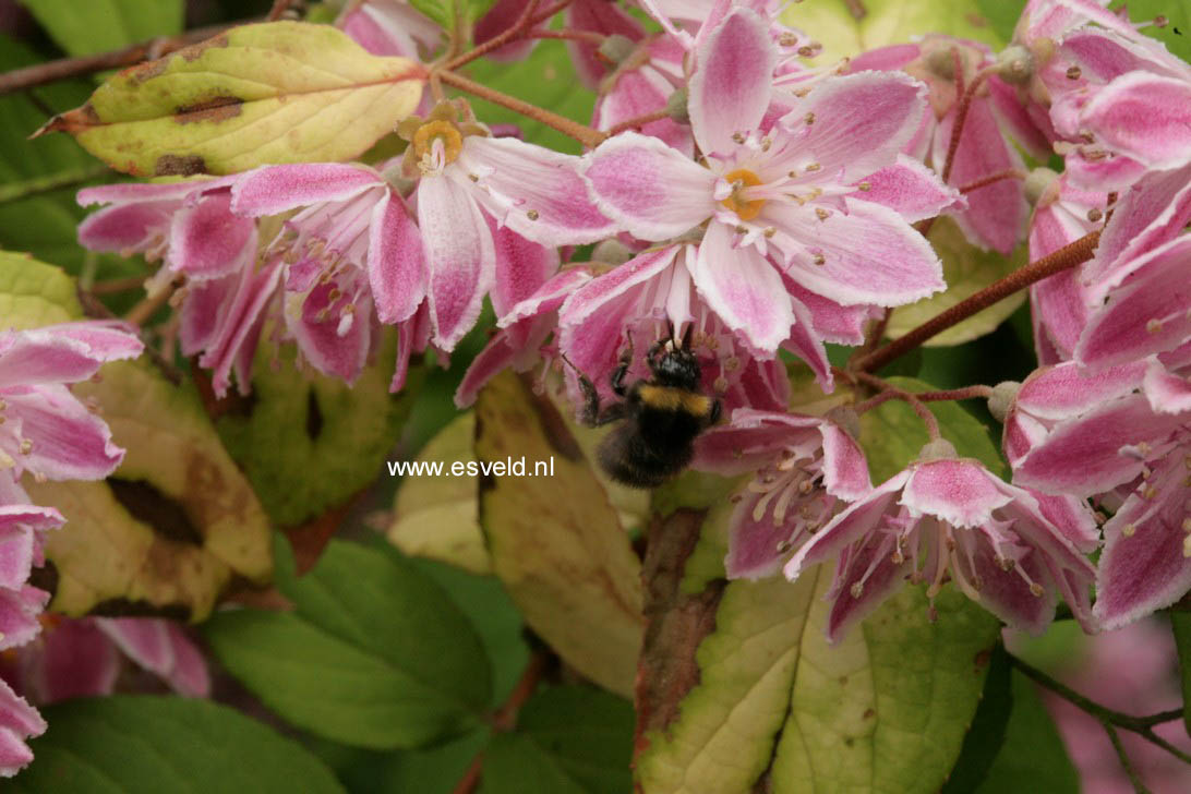 Deutzia hybrida 'Strawberry Fields'