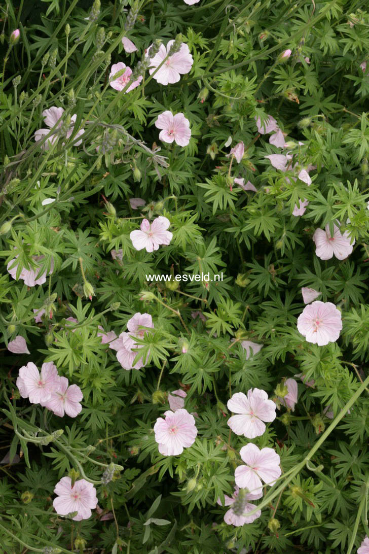 Geranium sanguineum var. striatum