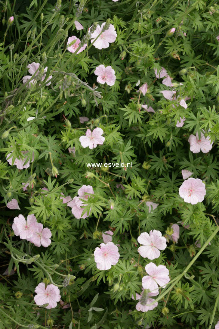 Geranium sanguineum var. striatum