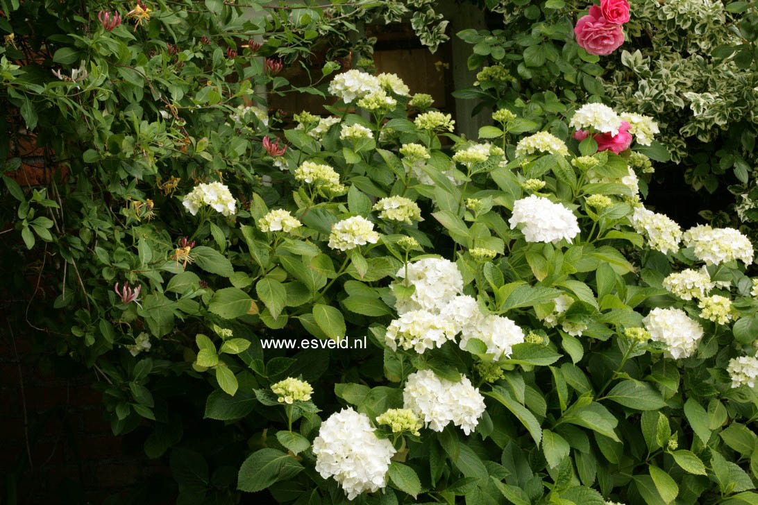 Hydrangea macrophylla 'Soeur Therese'