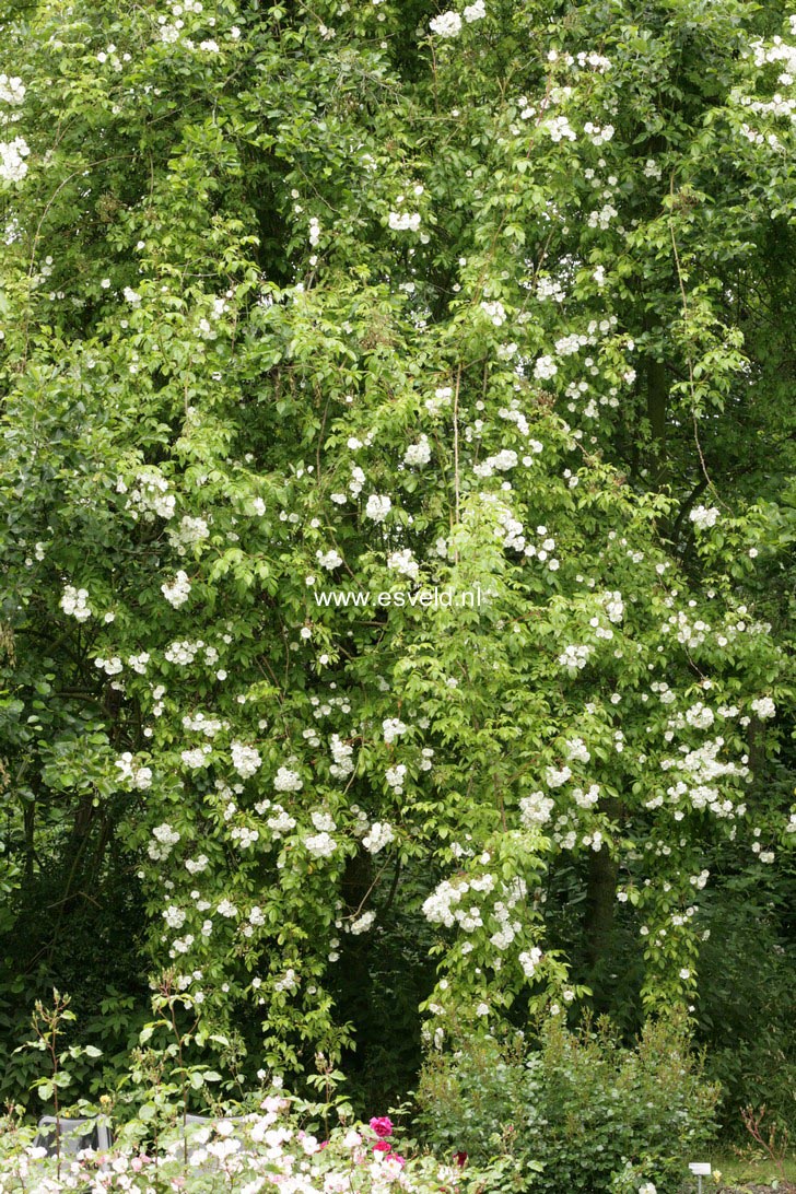 Rosa 'Bobbie James'