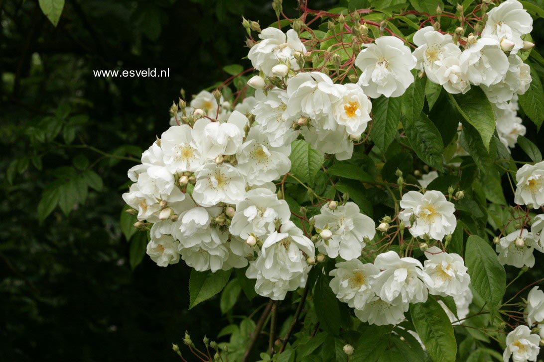 Rosa 'Bobbie James'