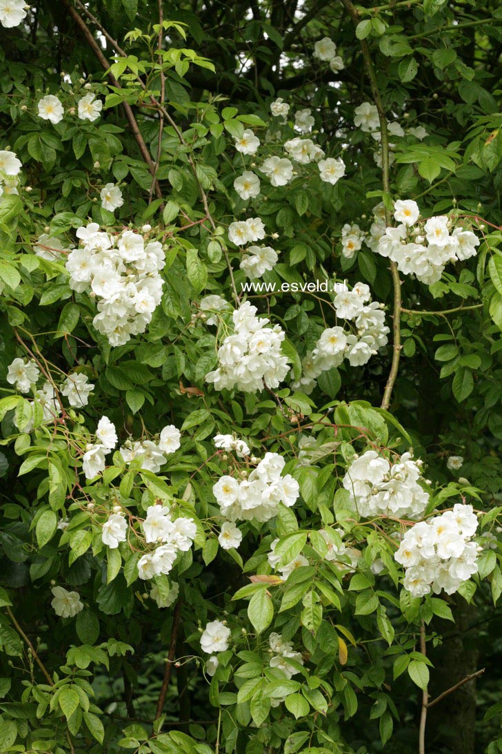 Rosa 'Bobbie James'