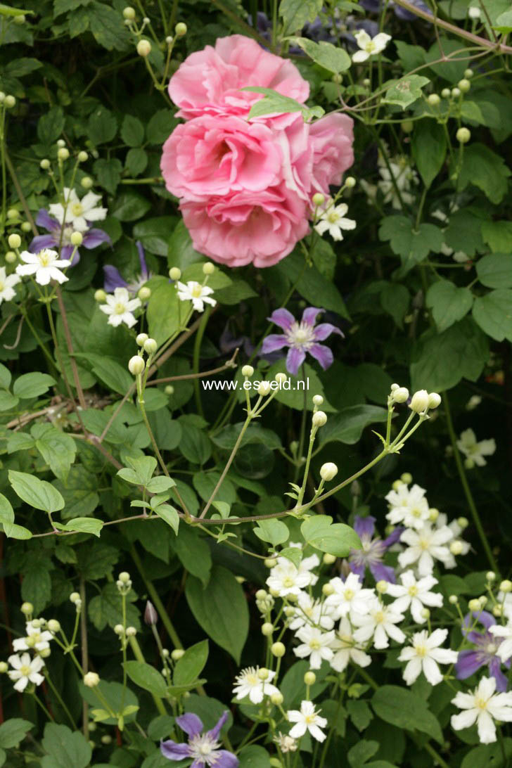 Clematis 'Paul Farges' (SUMMER SNOW)