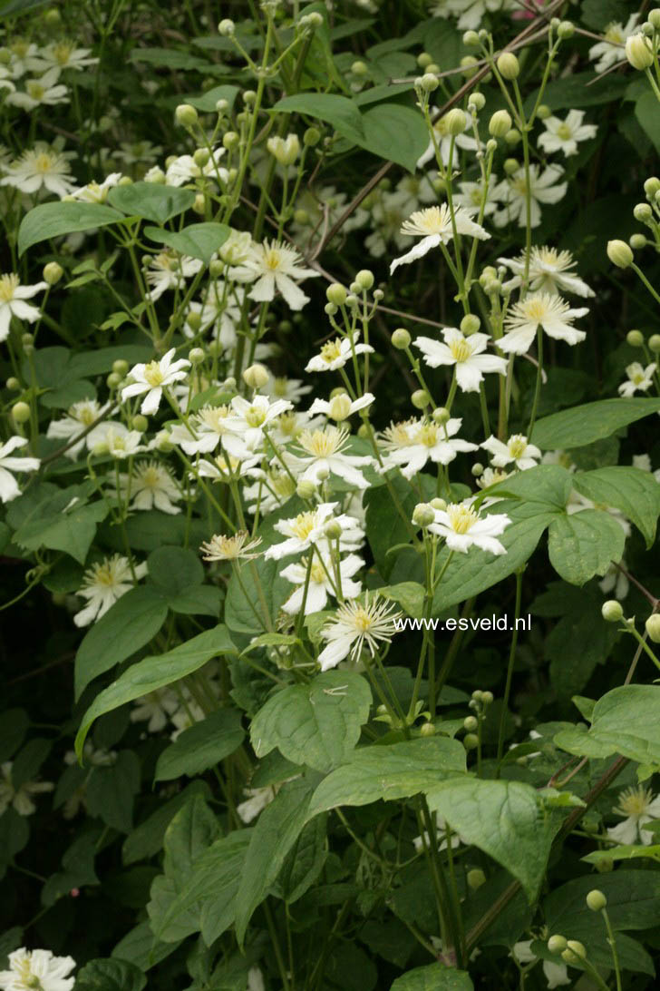 Clematis 'Paul Farges' (SUMMER SNOW)