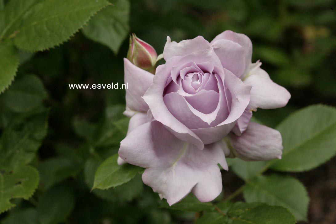Rosa 'Novalis'
