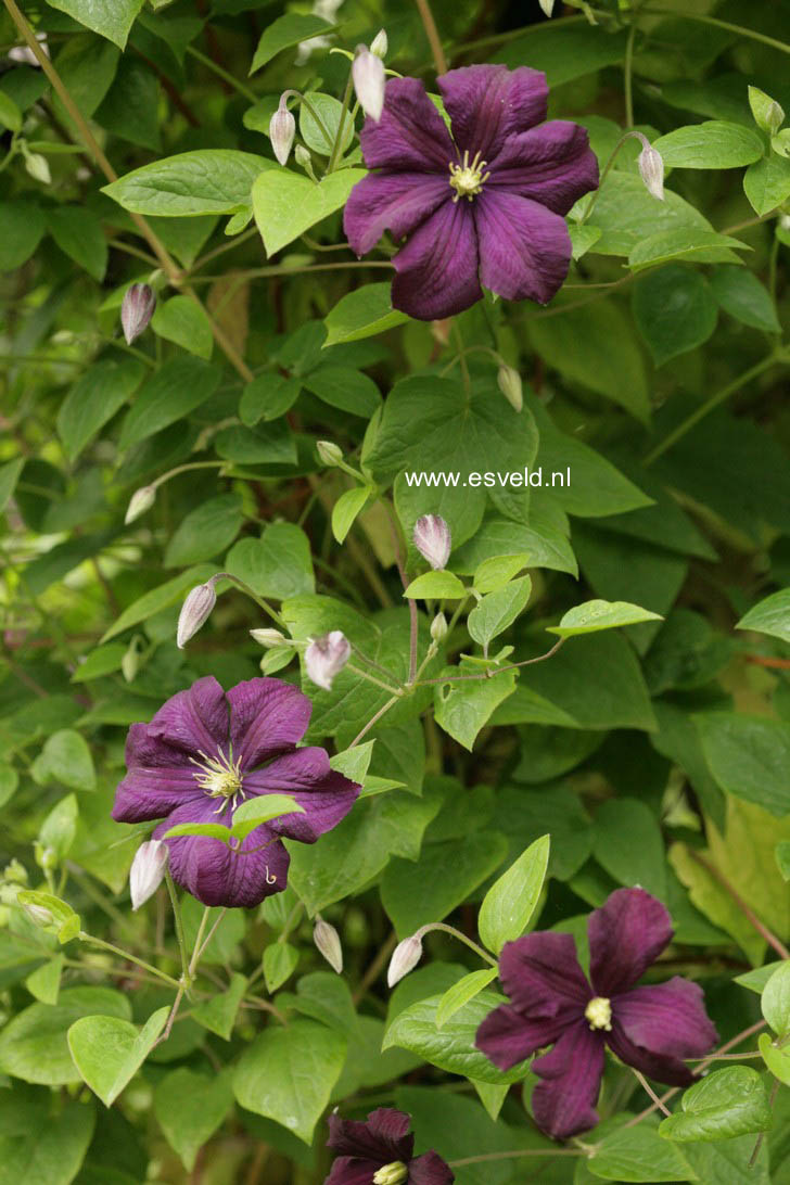 Clematis 'Etoile Violette' (VIOLET STAR)