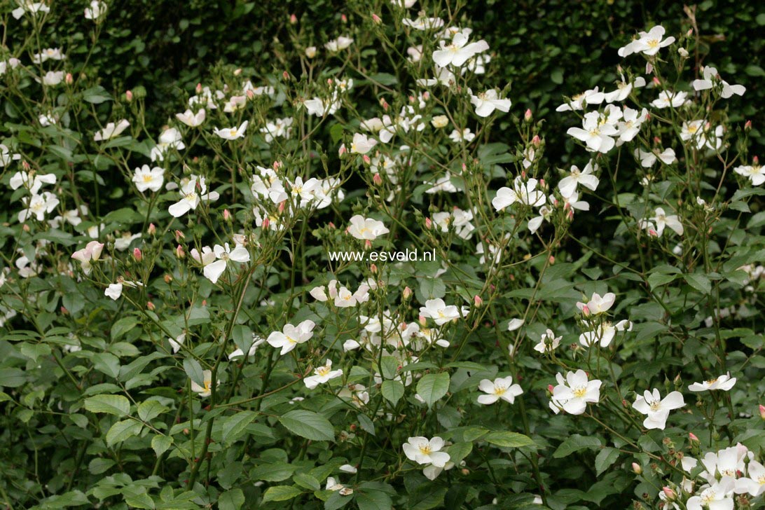 Rosa 'Interflowi' (WHITE FLEURETTE)