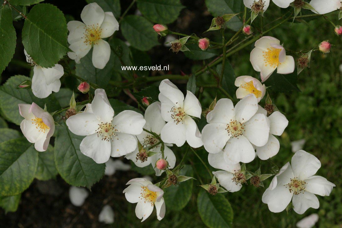 Rosa 'Interflowi' (WHITE FLEURETTE)