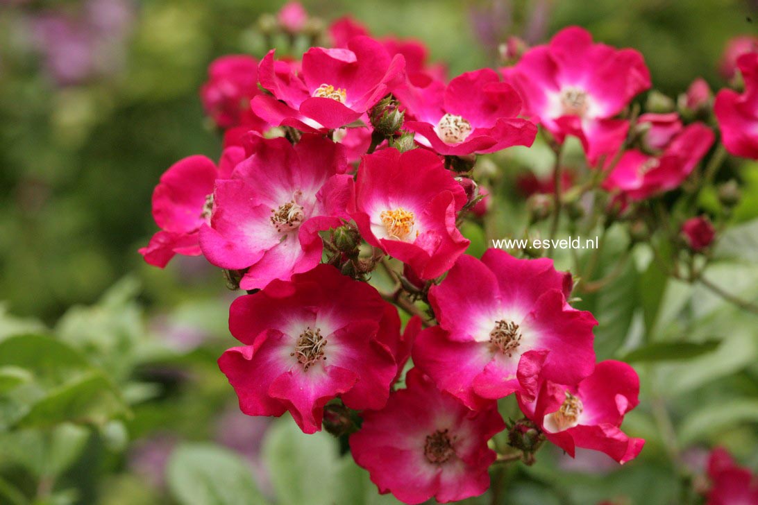 Rosa 'Red Ballerina'