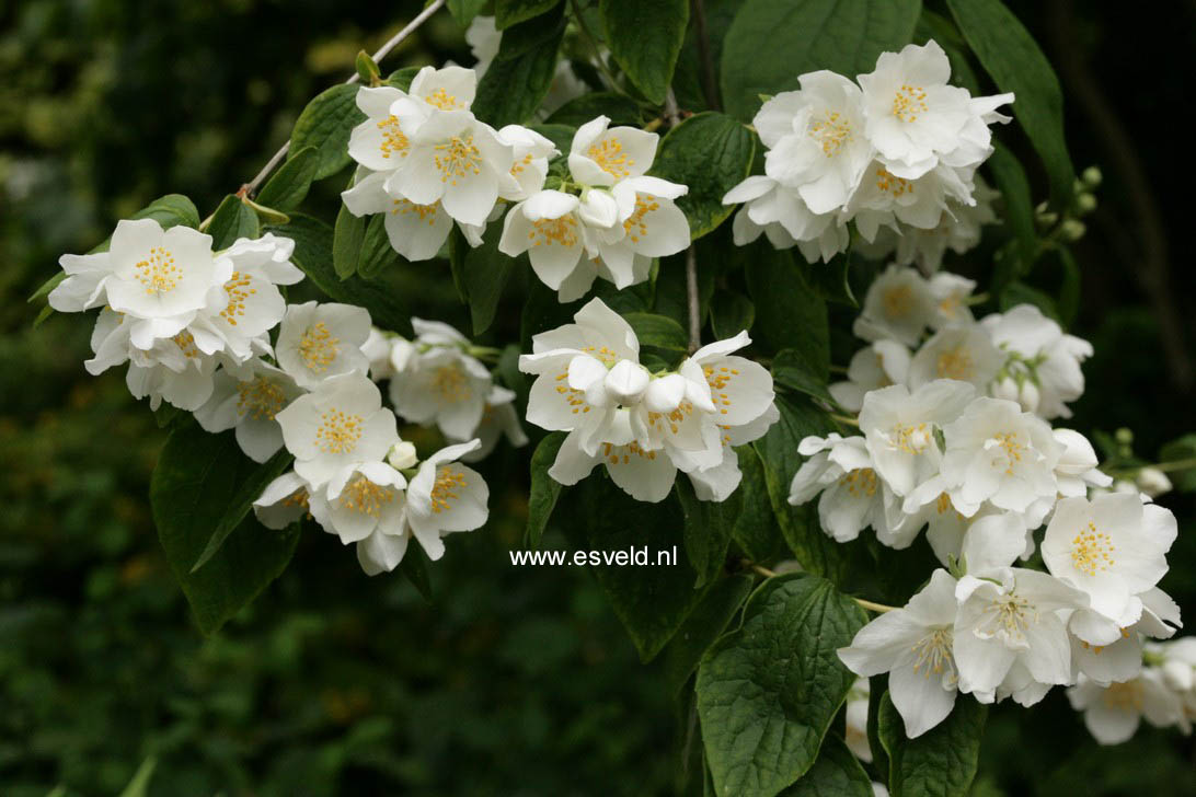 Philadelphus coronarius