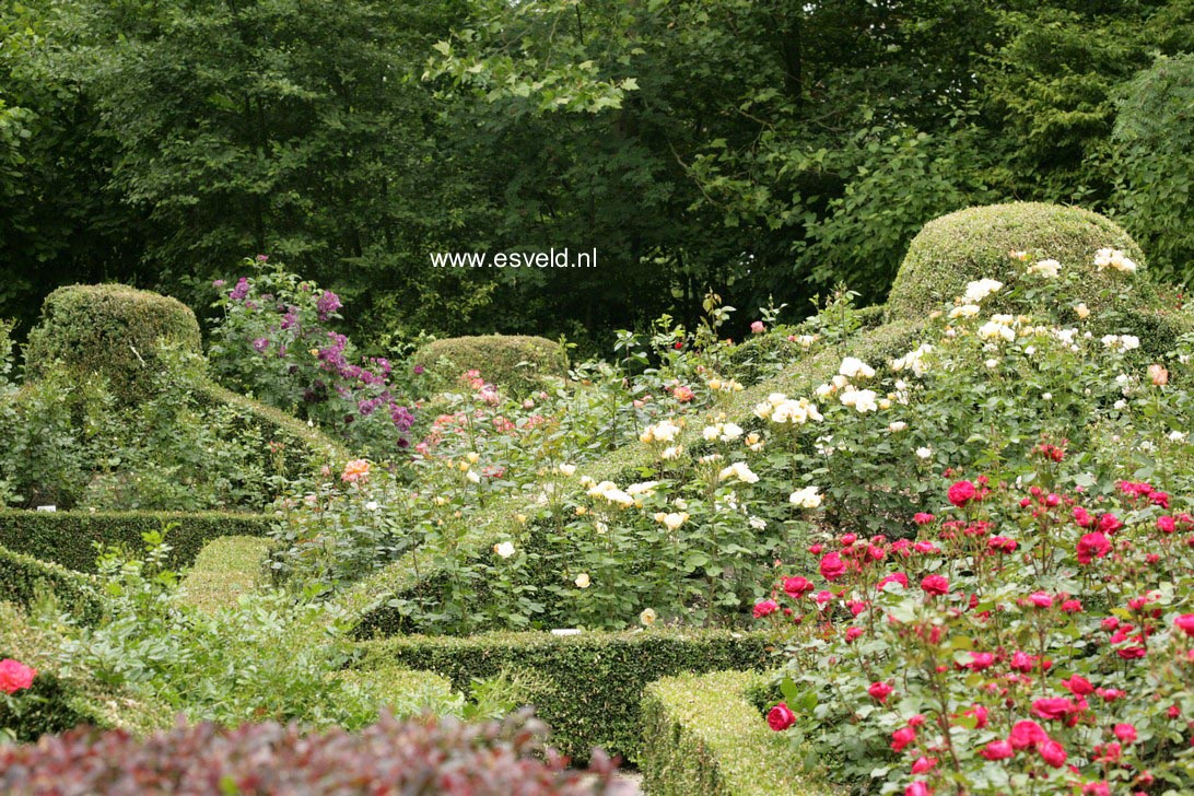 Rosa 'Meideauri' (LEONARDO DA VINCI)