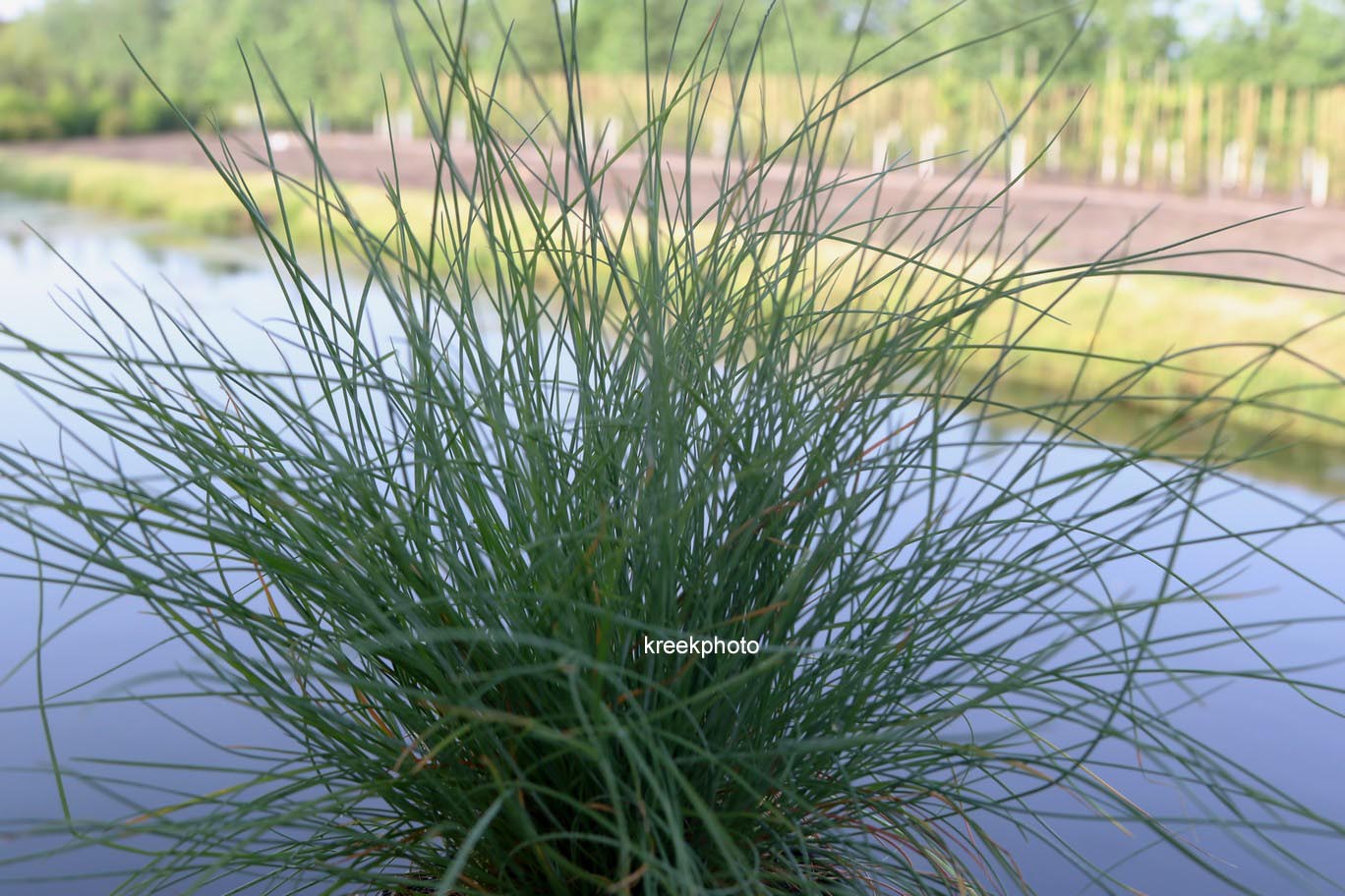 Festuca glauca