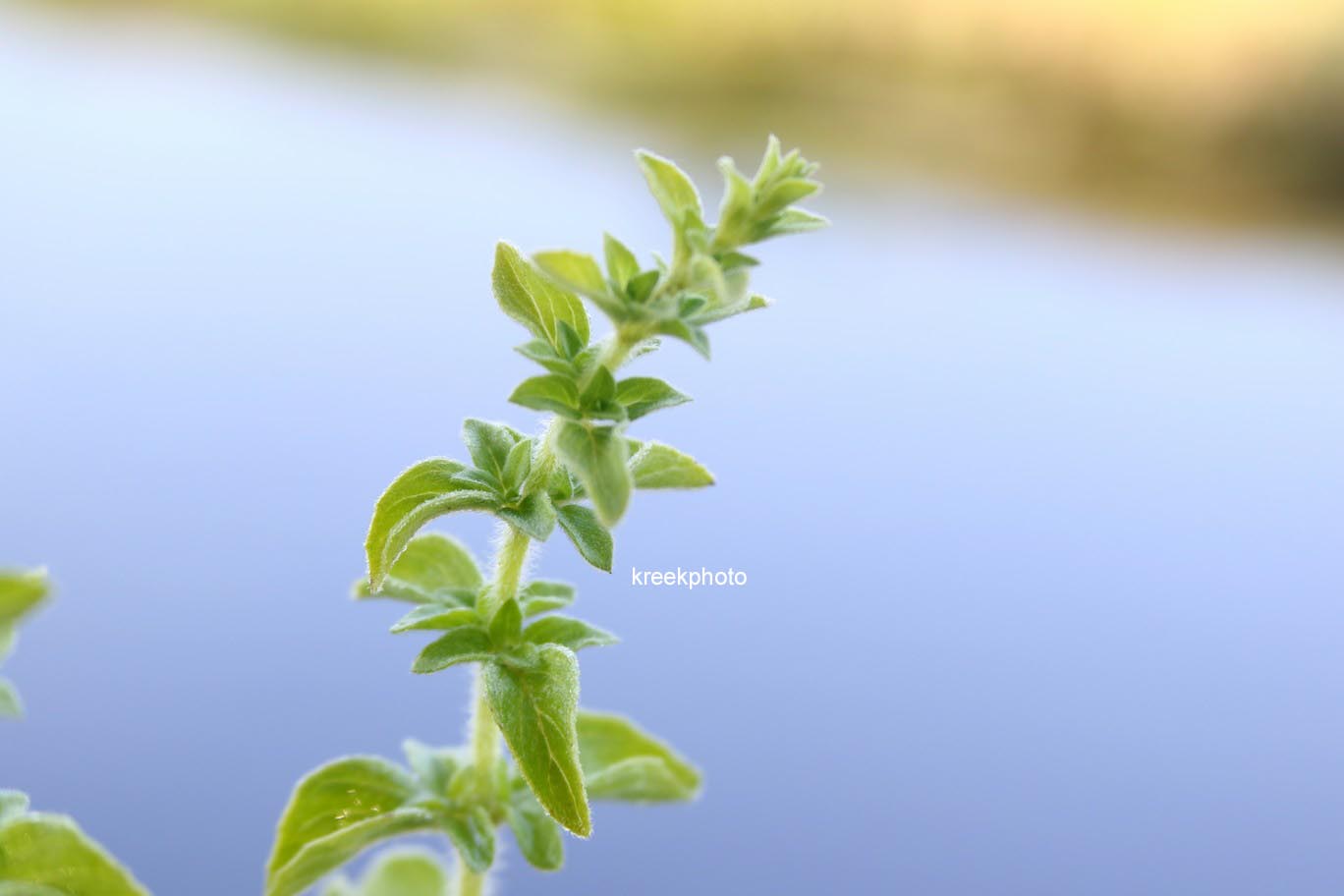 Plantentuin Esveld