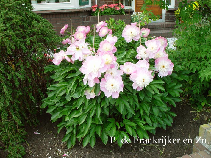 Paeonia 'Bowl of Beauty'