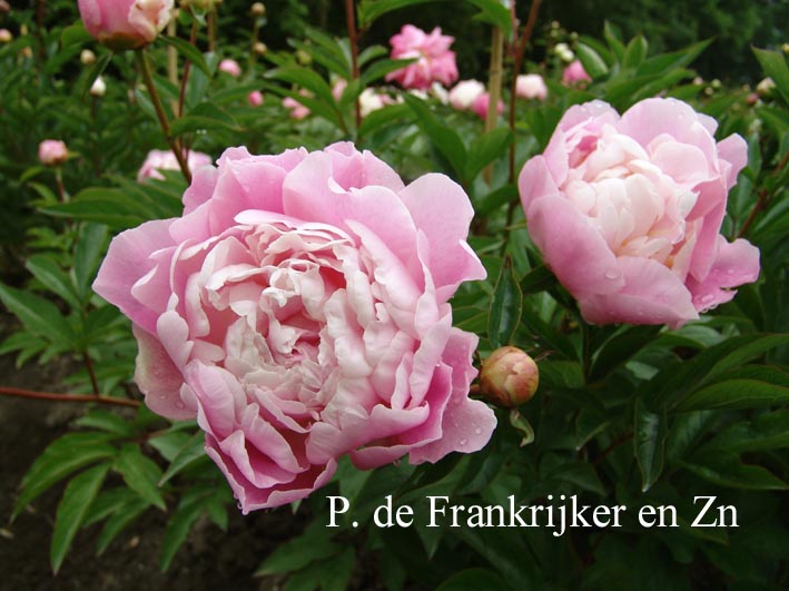 Paeonia 'Catharina Fontijn'