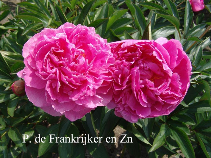 Paeonia 'Alexander Fleming'