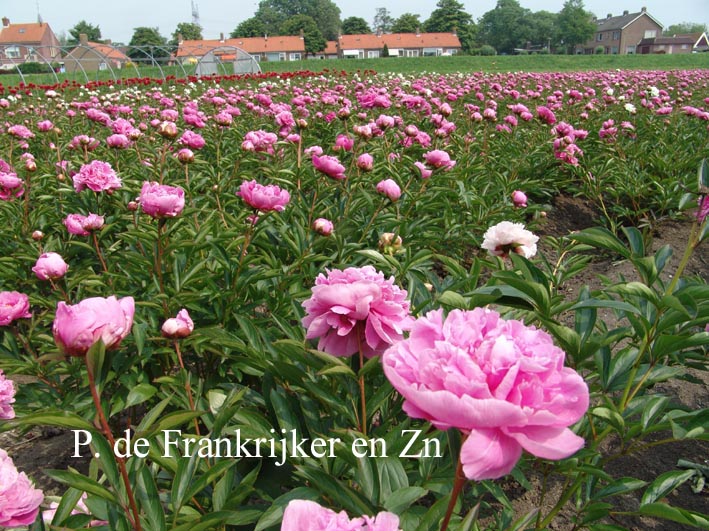 Paeonia 'Alexander Fleming'