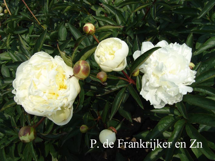 Paeonia 'Duchesse de Nemours'