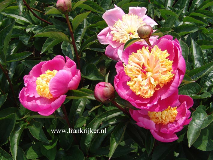 Paeonia 'Doreen'