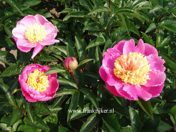 Paeonia 'Doreen'