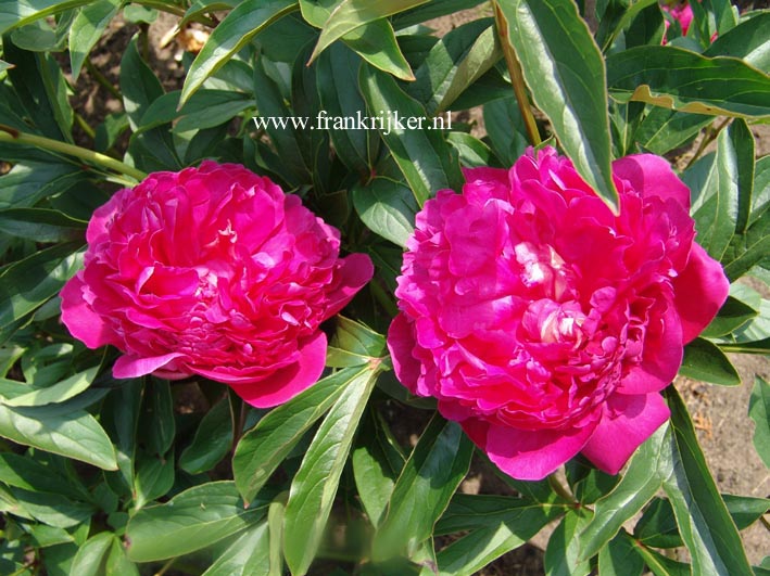 Paeonia 'Felix Crouse'