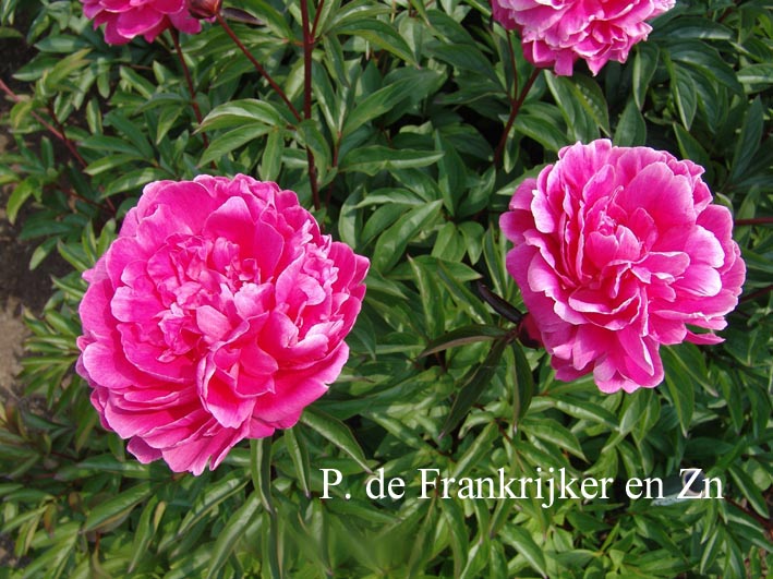 Paeonia 'F. Koppius'