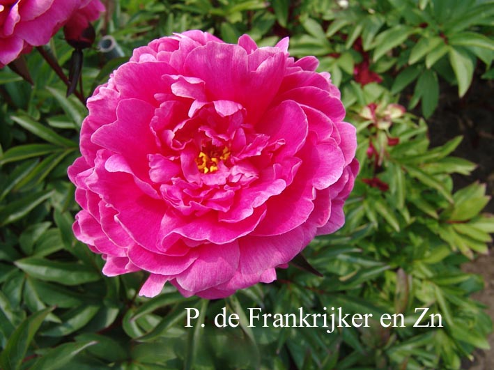 Paeonia 'F. Koppius'