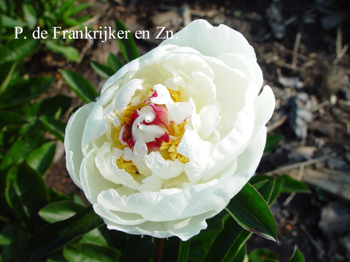 Paeonia 'Festiva Maxima'